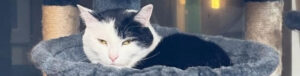 保護猫秘書・荒巻わかめ